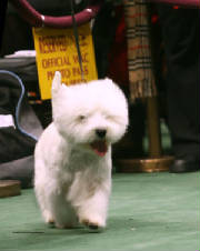 Westie021307-N-4230WEB.jpg