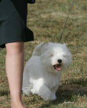 Westie100605-N-1317WEB.jpg