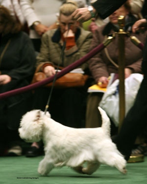 Westie021307-N-4233WEB.jpg